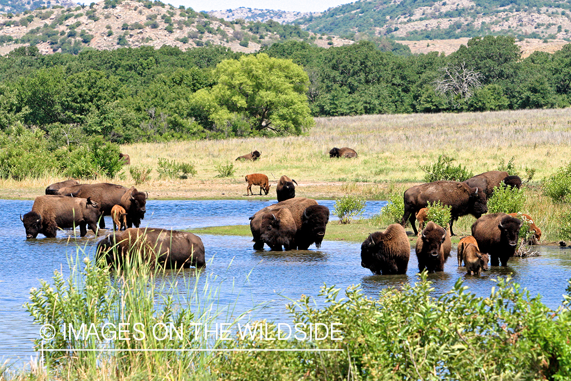 American Bison herd in summer habitat.