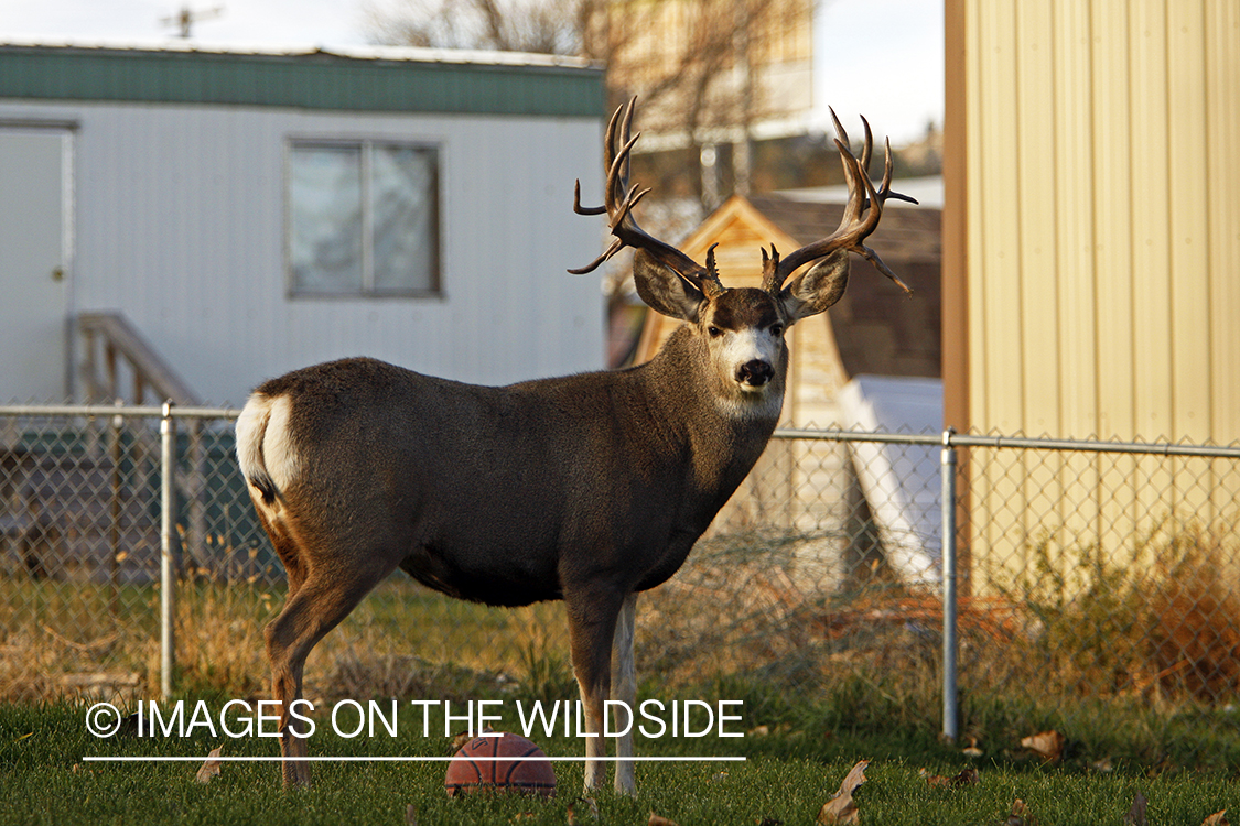 Mule deer in urban setting