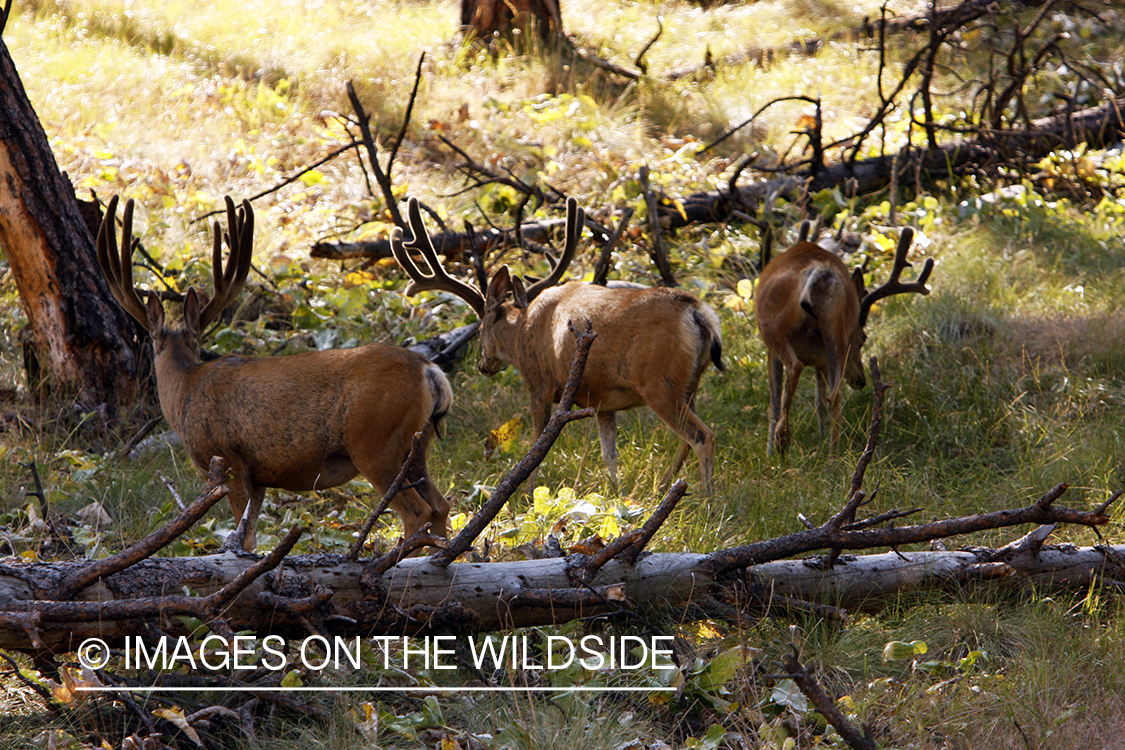 Mule Deer in Habitat