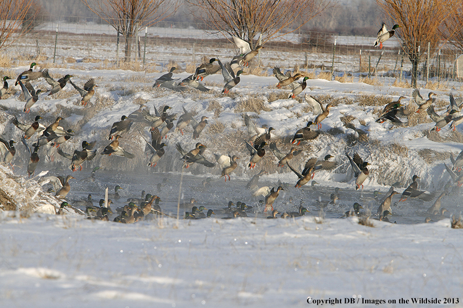 Mallards taking flight.