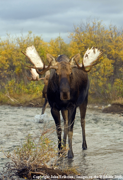 Alaskan Moose in Habitat