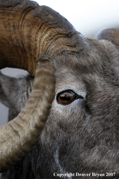 Close-up of a Rocky Mountain Bighorn sheep