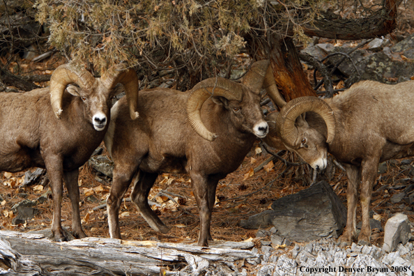 Rocky Mountain Big Horn Sheep