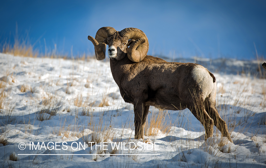 Bighorn sheep ram in field.
