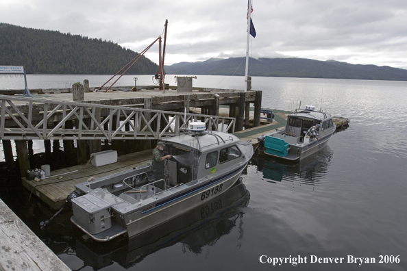 Fisherman cleaning boat at the dock.  (Alaska/Canada)