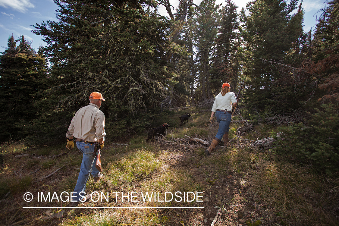 Upland game bird hunters in field hunting Dusky (mountain) grouse.