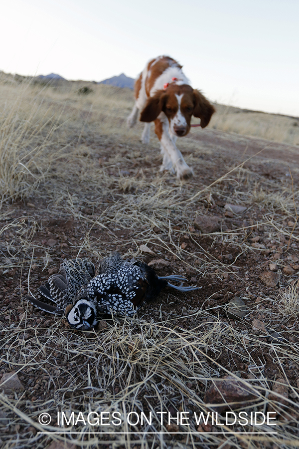 Brittany Spaniel retrieving bagged Mearns quail.