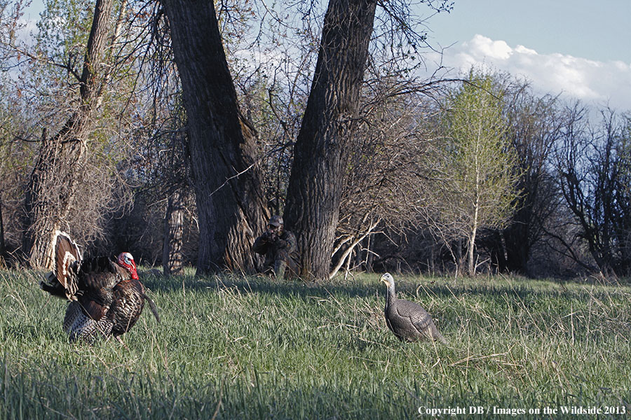 Turkey hunter shooting at gobbler with hen decoy.