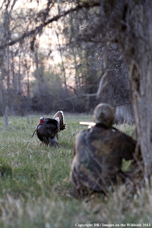 Turkey hunter shooting at gobbler.