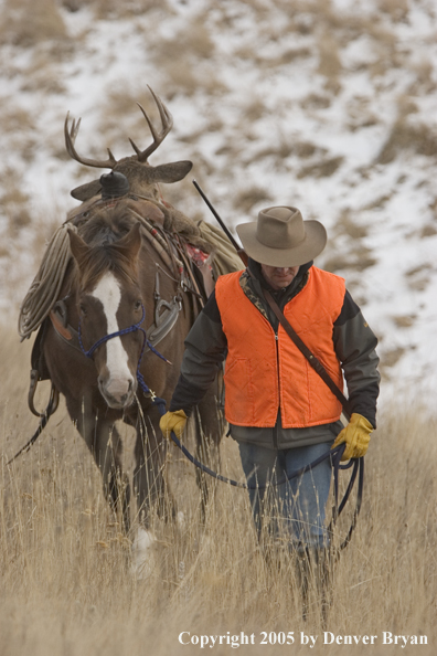 Deer hunter packing out bagged white-tailed buck.