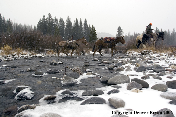 Elk hunt packstring in mountains
