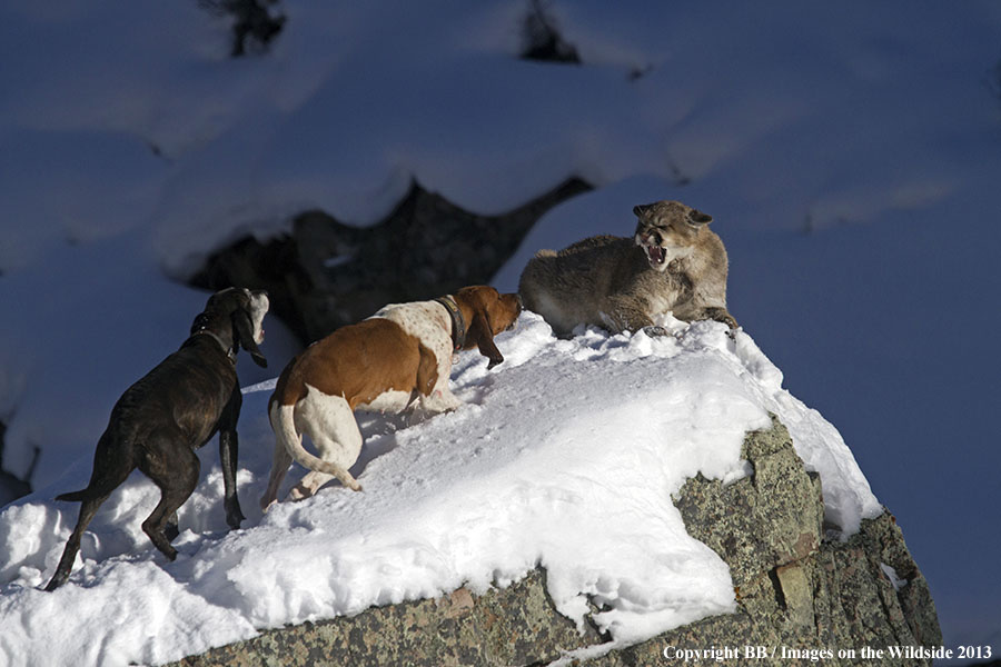 Hunting dogs cornering mountain lion.