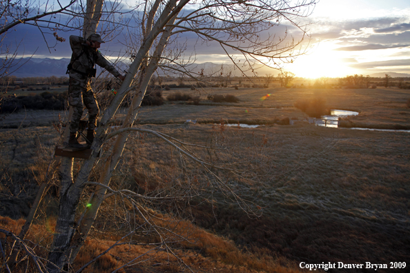 Bowhunter aiming bow from tree stand.