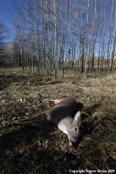 Hunter-killed whitetail buck.