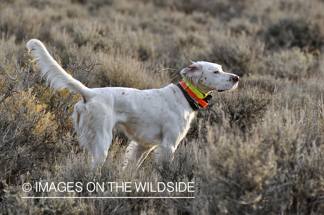 English Setter on point.