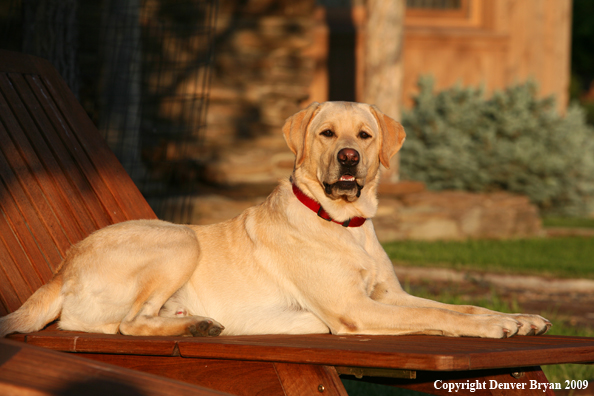 Yellow Labrador Retriever in chair