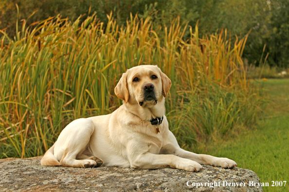 Yellow Labrador Retriever