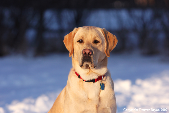 Yellow labrador retriever