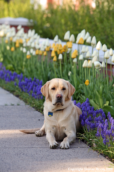 Yellow Labrador Retriever by flowers