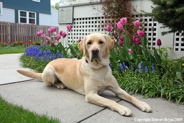 Yellow Labrador Retriever by flowers