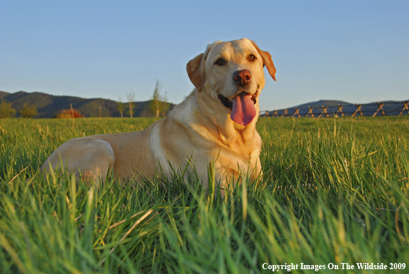 Yellow Labrador Retriever