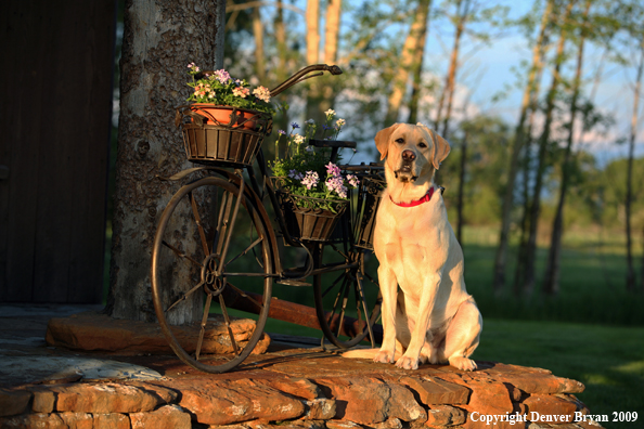 Yellow Labrador Retriever by old bike