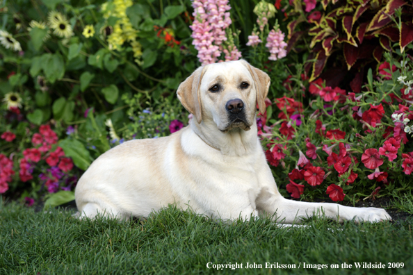 Yellow Labrador Retriever