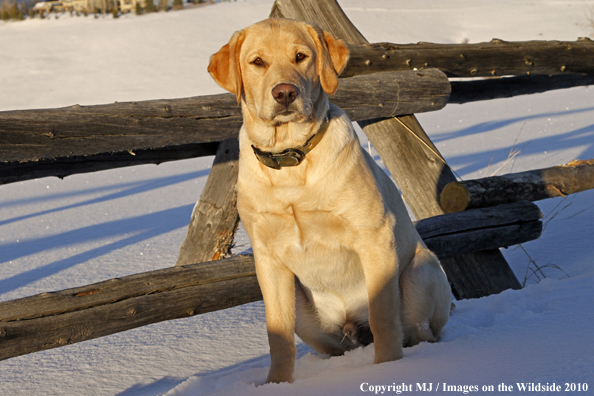 Yellow Labrador Retriever