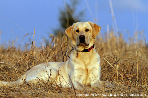 Yellow Labrador Retriever laying in field.