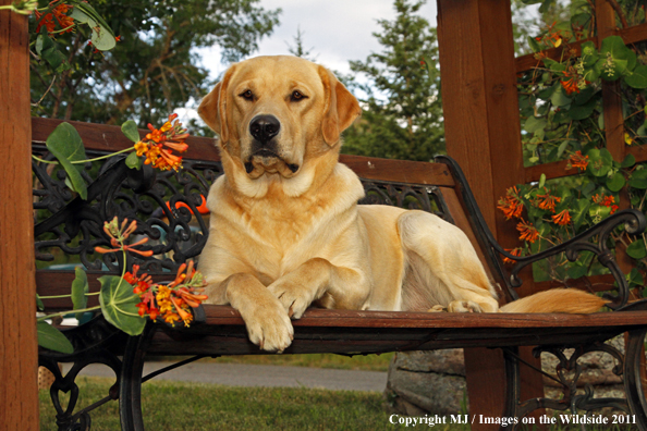 Yellow Labrador Retriever.
