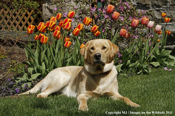 Yellow Labrador Retriever.