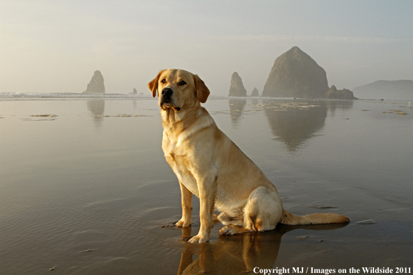 Yellow Labrador Retriever.