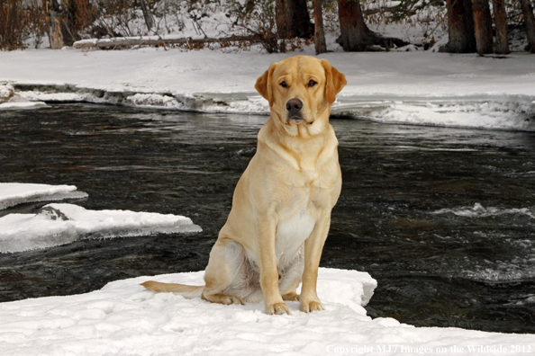 Yellow Labrador Retriever in winter. 