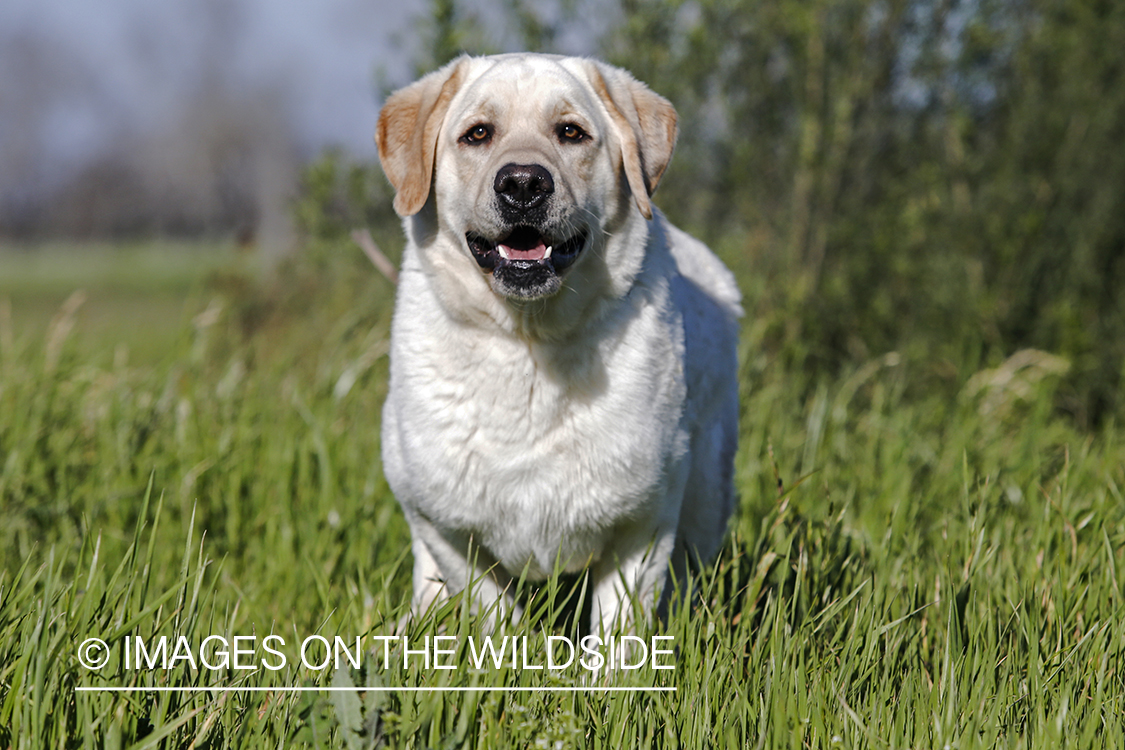Yellow lab running in field.