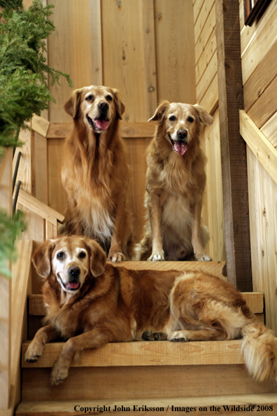 Golden Retrievers