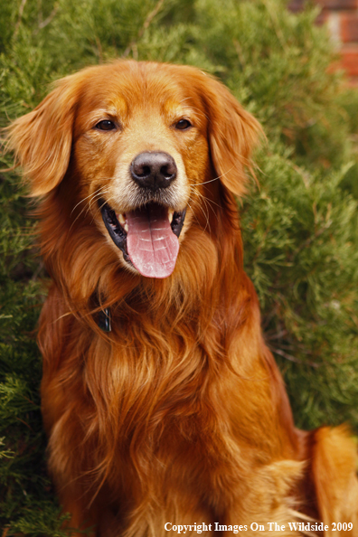 Golden Retriever