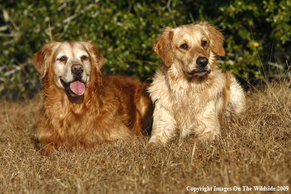 Golden Retrievers