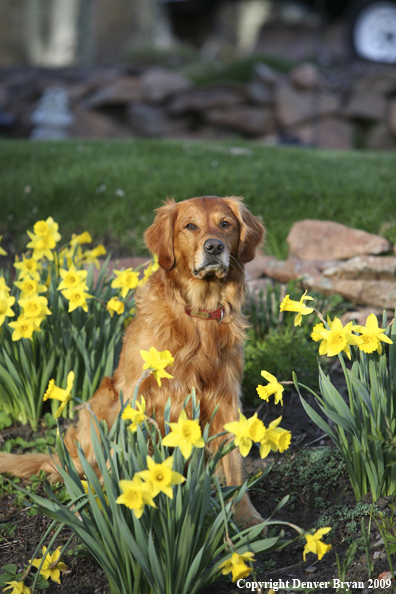 Golden Retriever in flower bed