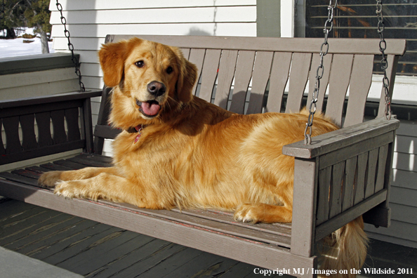 Golden Retriever on porch swing.