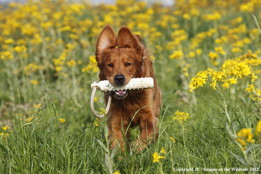 Golden Retriever playing with toy