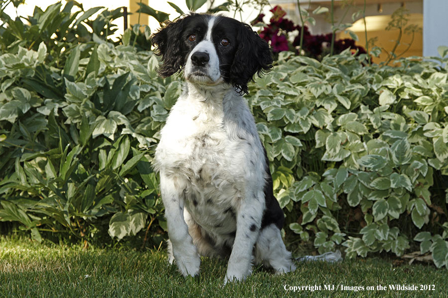 Springer Spaniel in yard.