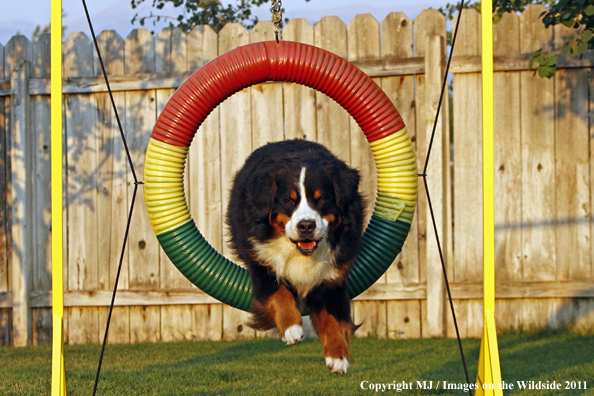 Bernese Mountain Dog running agility course. 