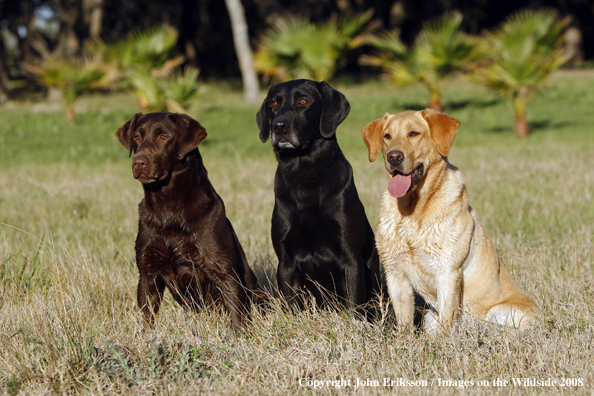 Multi-colored Labrador Retrievers in field