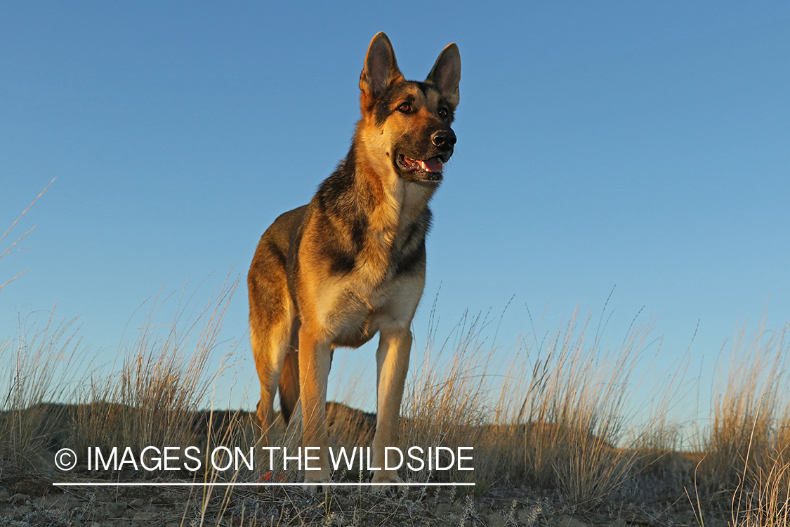 German Shepherd in grass.