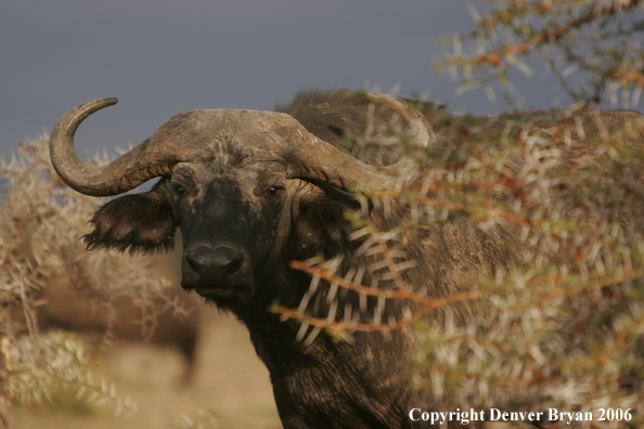 African Cape Buffalo