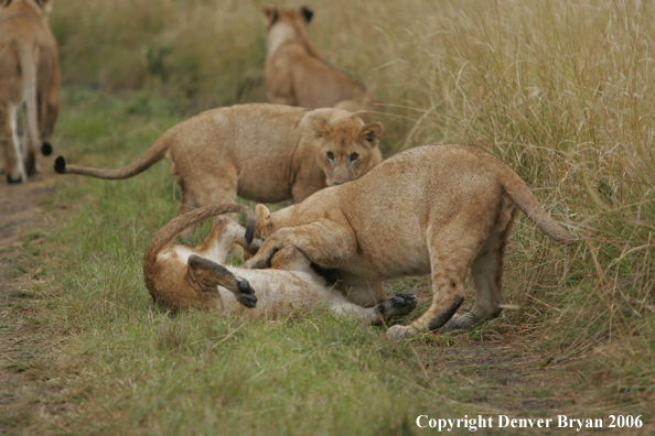 African lion cubs