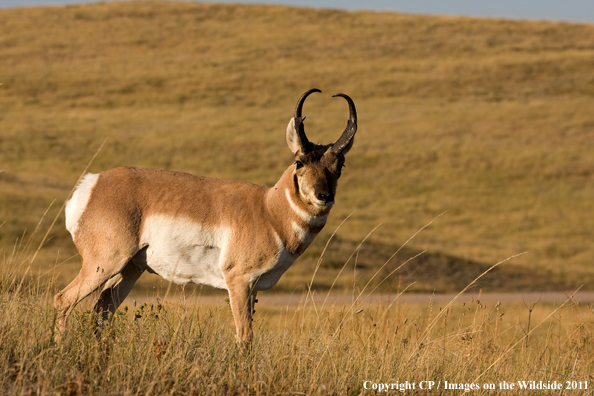Pronghorn Antelope in habitat. 