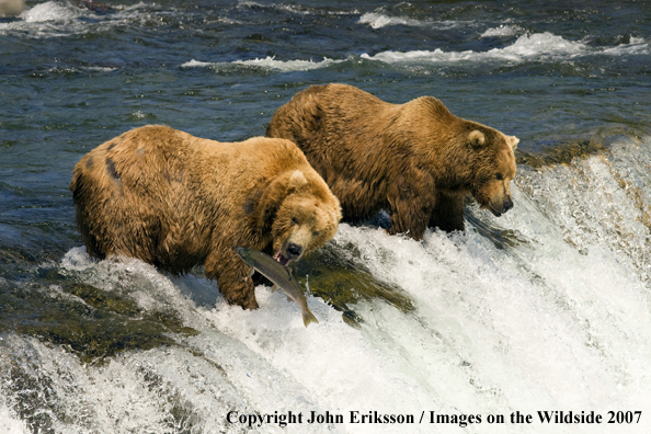 Brown bear fishing