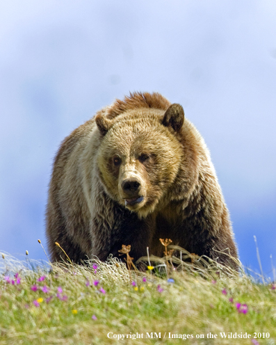 Grizzly Bear in habitat