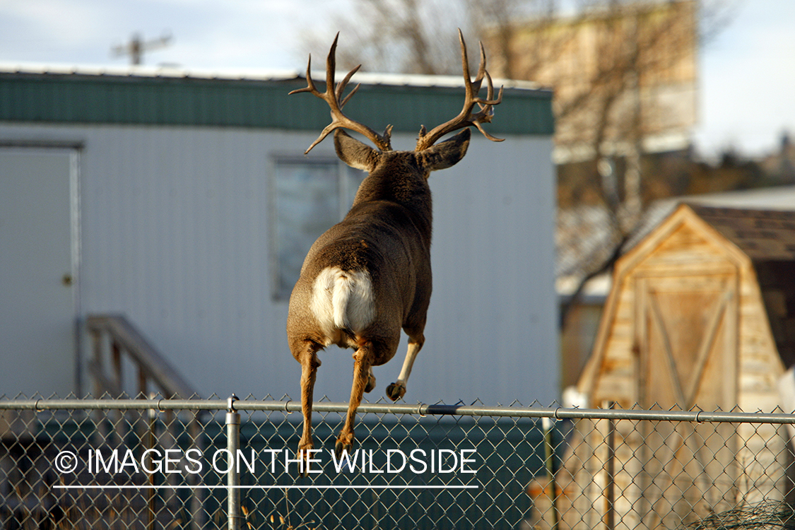 Mule deer in urban setting